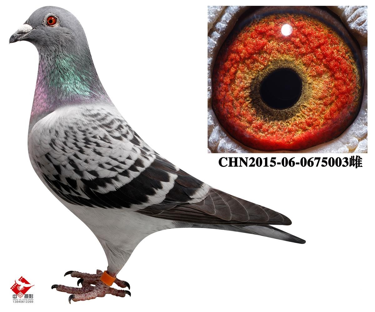 LPL赛事观看-关于哈尔滨鸽子主场战平，保持不败纪录的信息